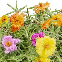Uzman Bahçıvan 2.5QT Çok Renkli Portulaca Yetiştirici Saksılı Canlı Bitkiler