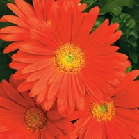 Daha iyi Evler ve Bahçeler - Quart Flori Line Maxi Turuncu Gerbera Yıllık Çiçekler - Canlı Bitkiler