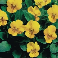 Bonnie Bitkiler Renkli Yoldaşlar Sarı Viola oz. 4'lü paket